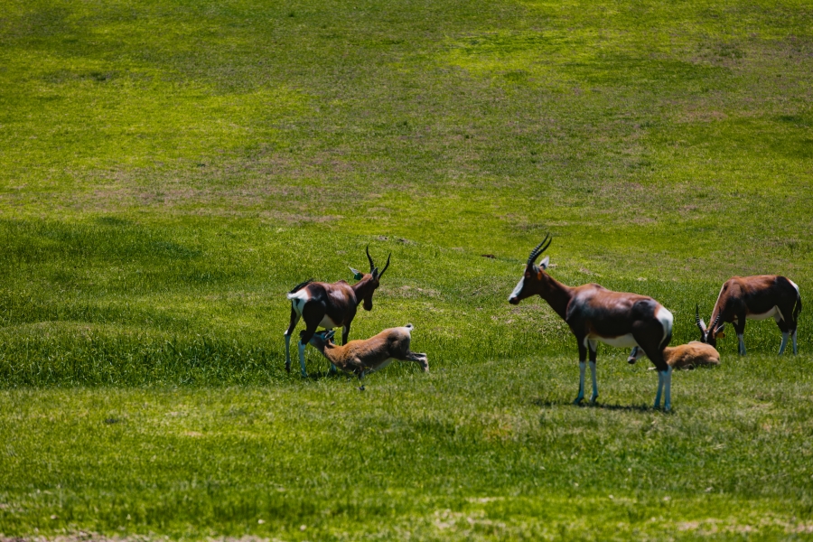 0 Bedroom Property for Sale in Pezula Private Estate Western Cape